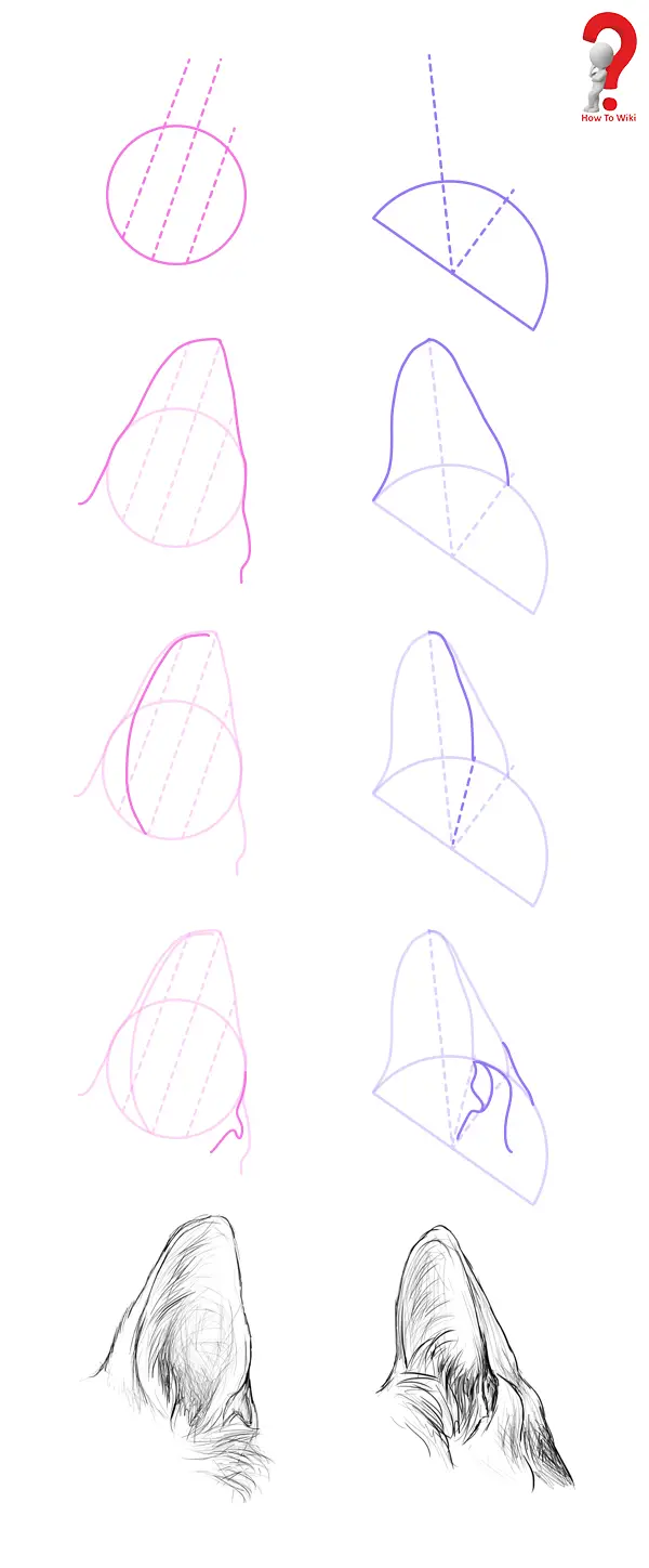 How to Draw Animal Ears