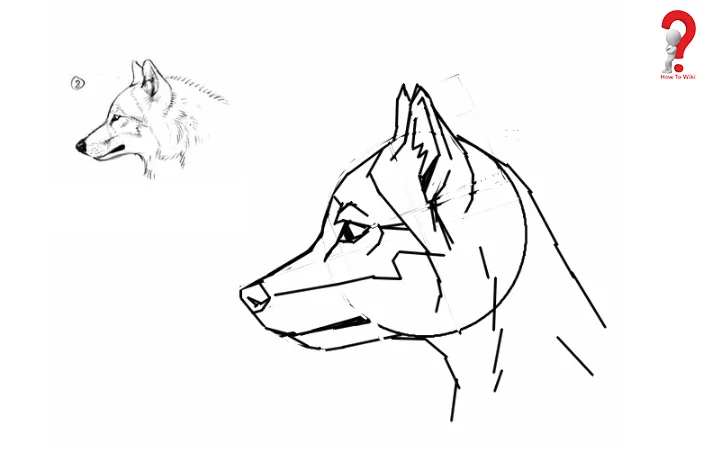 How to Draw Furries? -Step by Step Guide 7 Easy ways To Draw Furries For kids