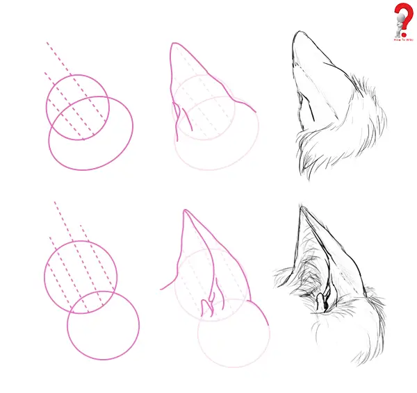 How to Draw Animal Ears - Bunny, Dog, Wolf, Cat, Elephant, | How To Wiki