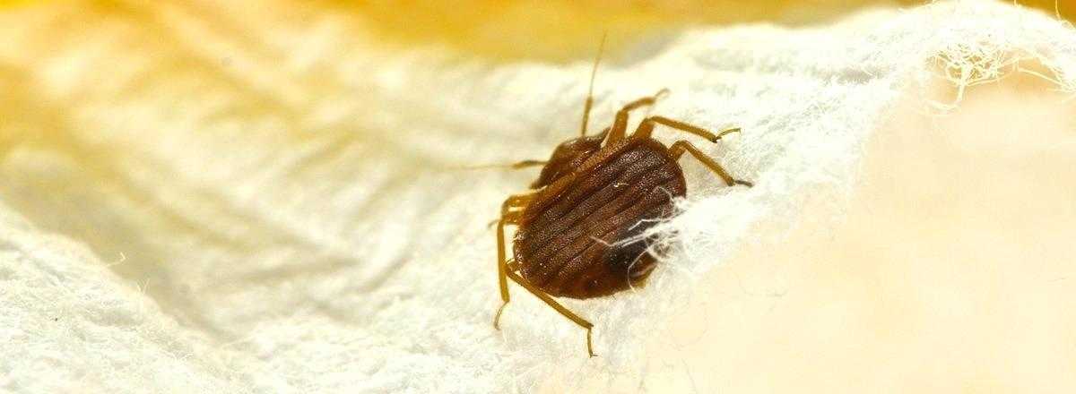 How to Get rid of Bed Bugs Fast for Good 