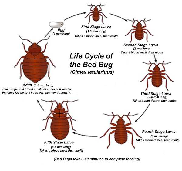 how to kill bed bugs