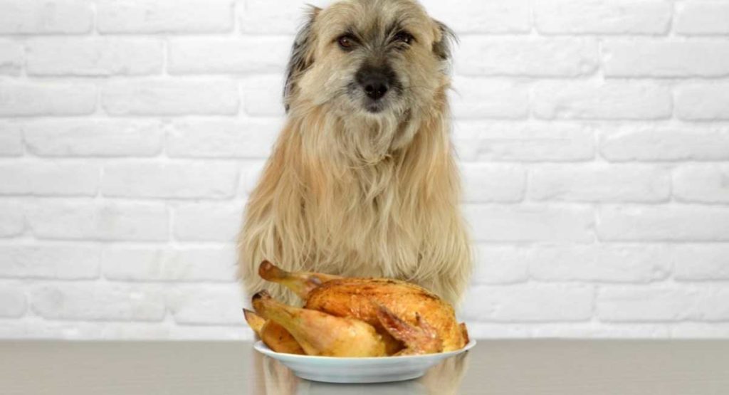 How To Cook Chicken For Dogs