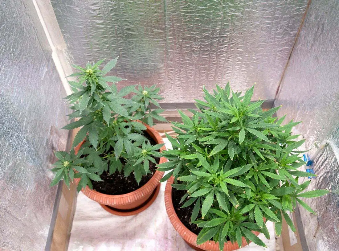 Marijuana growing at home