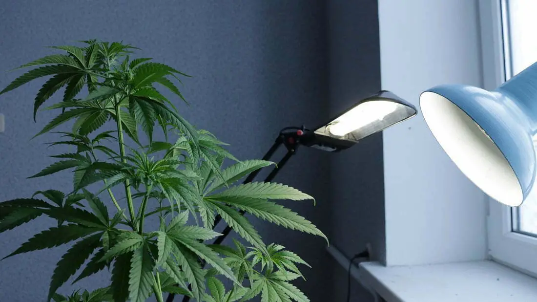 Marijuana under the lights at home
