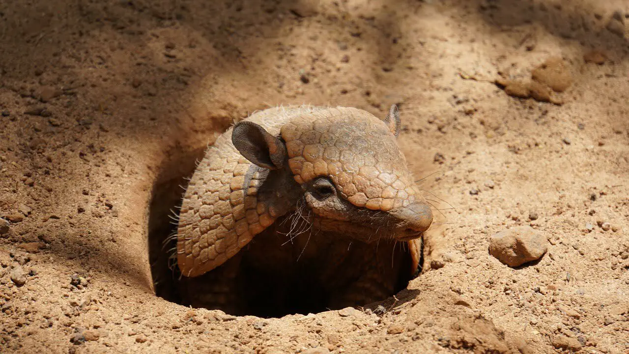 how to get rid of armadillos