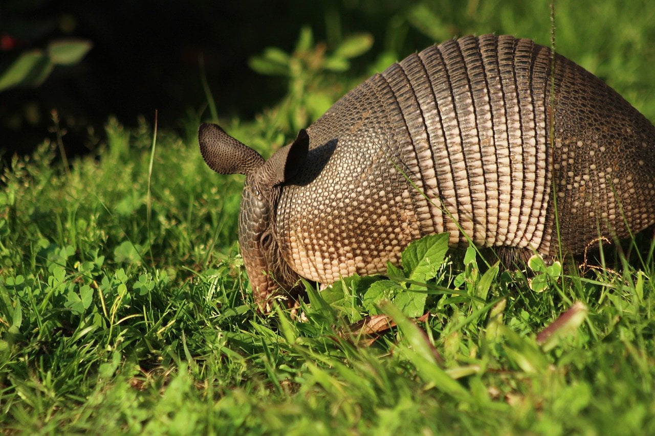 How To Get Rid Of Armadillos 1